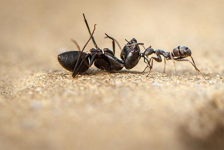 top ant killer for lawns